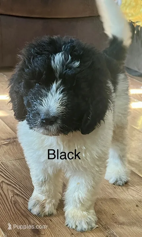Black – Newfypoo puppy for sale in Beverly, OH