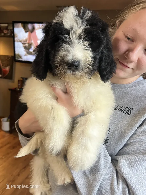 Purple – Newfypoo puppy for sale in Beverly, OH