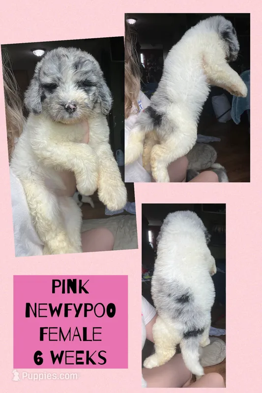 Pink – Newfypoo puppy for sale in Beverly, OH