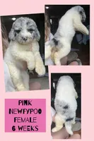 Pink, a female Newfypoo for sale in Beverly, OH – 1 of 4
