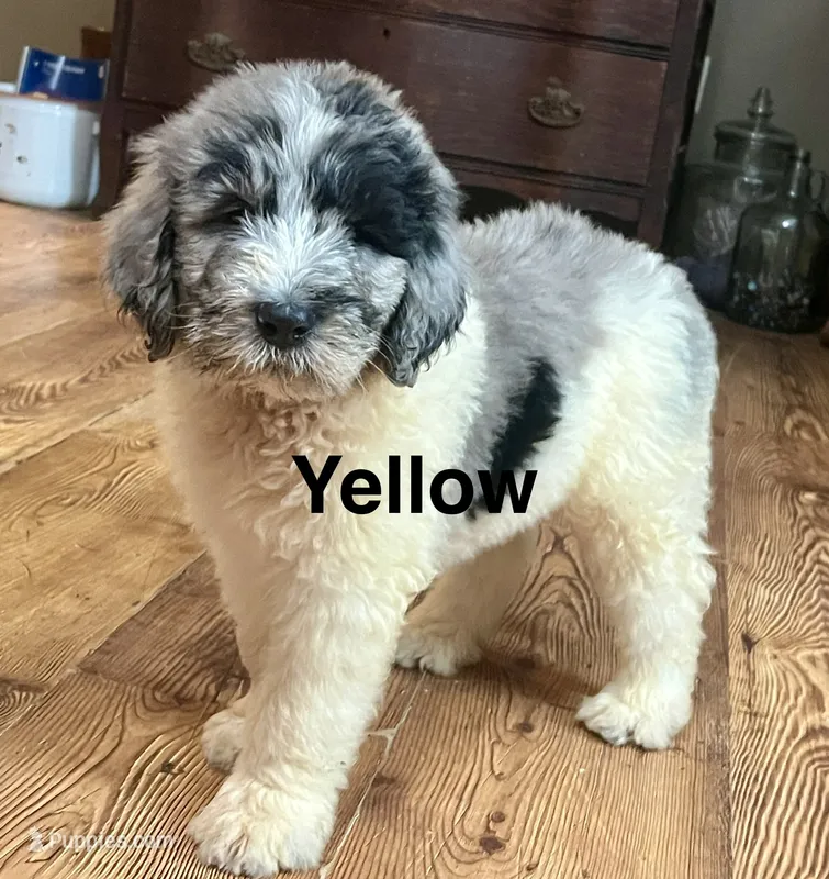 Yellow – Newfypoo puppy for sale in Beverly, OH