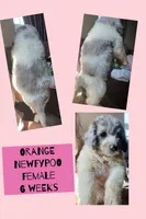 Orange, a female Newfypoo for sale in Beverly, OH – 2 of 5