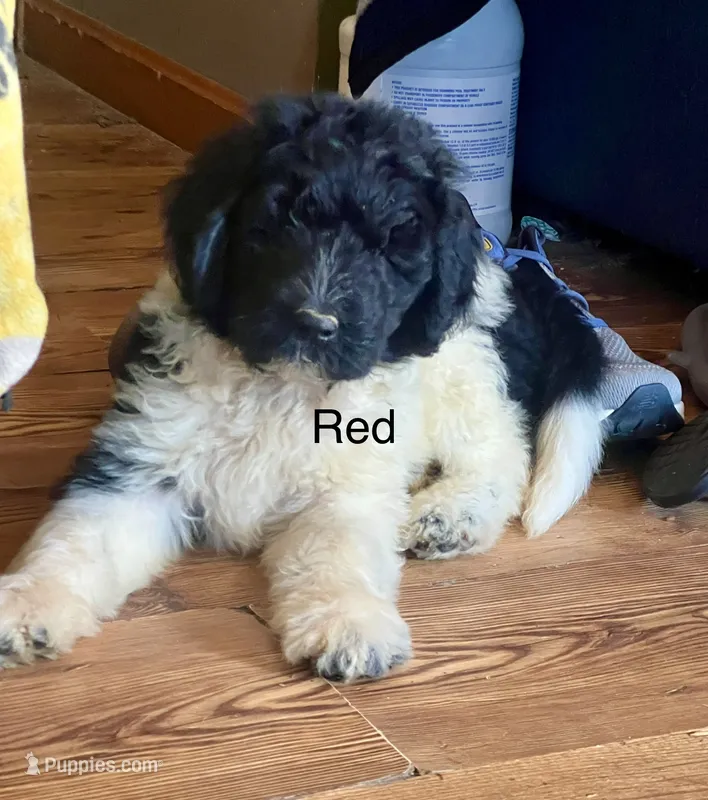 Red – Newfypoo puppy for sale in Beverly, OH