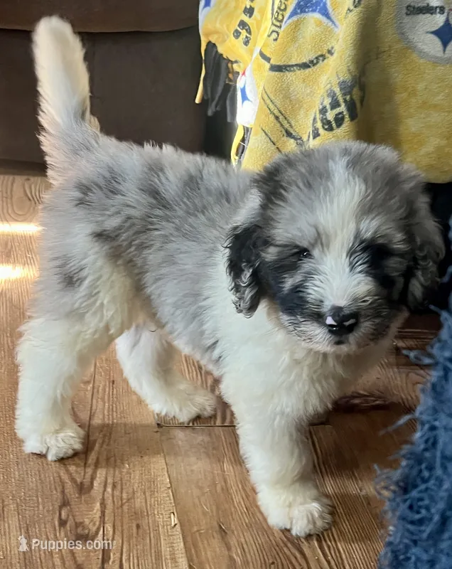 Blue – Newfypoo puppy for sale in Beverly, OH