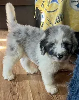 Blue, a male Newfypoo for sale in Beverly, OH – 1 of 4