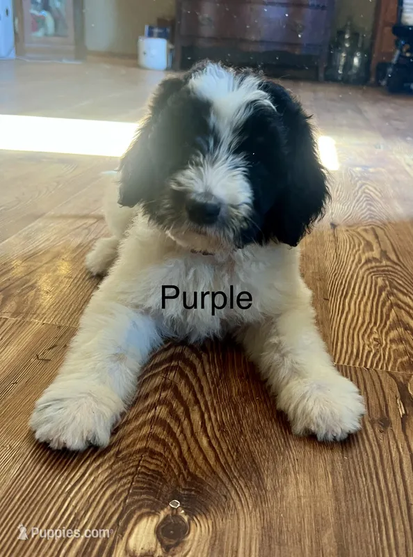 Purple – Newfypoo puppy for sale in Beverly, OH