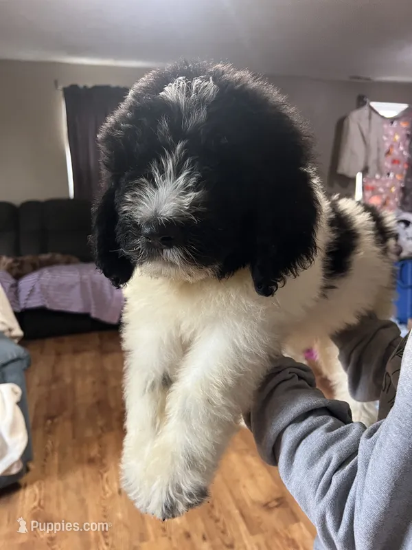Black – Newfypoo puppy for sale in Beverly, OH