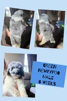 Green, a male Newfypoo for sale in Beverly, OH – 1 of 4