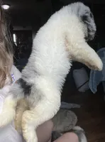 Pink, a female Newfypoo for sale in Beverly, OH – 4 of 4