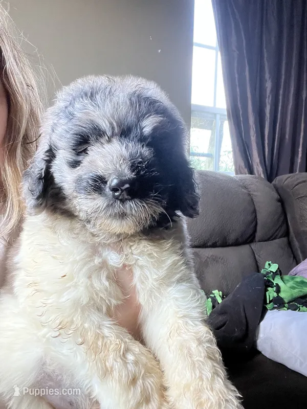 Green – Newfypoo puppy for sale in Beverly, OH