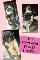 Red, a female Newfypoo for sale in Beverly, OH – 1 of 4