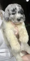 Yellow, a male Newfypoo for sale in Beverly, OH – 5 of 5
