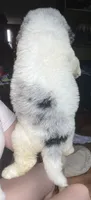 Pink, a female Newfypoo for sale in Beverly, OH – 2 of 4