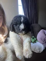Black, a male Newfypoo for sale in Beverly, OH – 3 of 3