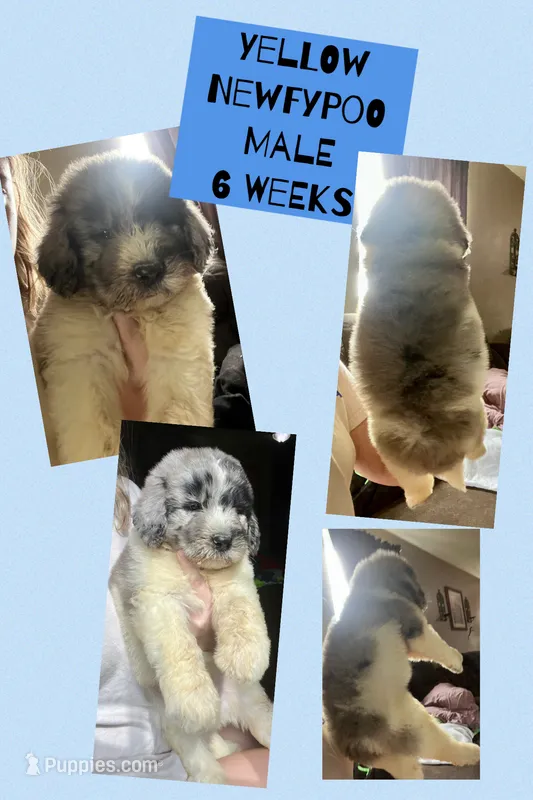 Yellow – Newfypoo puppy for sale in Beverly, OH