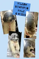 Yellow, a male Newfypoo for sale in Beverly, OH – 1 of 5