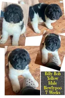 Billy Bob, a male Newfypoo for sale in Beverly, OH – Photo 1 of 5