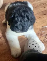 Billy Bob, a male Newfypoo for sale in Beverly, OH – Photo 3 of 5