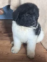 Billy Bob, a male Newfypoo for sale in Beverly, OH – Photo 5 of 5