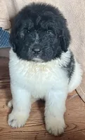 Billy Bob, a male Newfypoo for sale in Beverly, OH – Photo 4 of 5