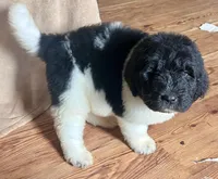 Billy Bob, a male Newfypoo for sale in Beverly, OH – Photo 2 of 5