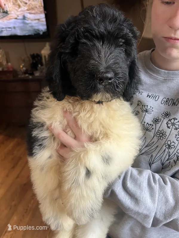 Red – Newfypoo puppy for sale in Beverly, OH
