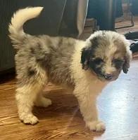 Blue, a male Newfypoo for sale in Beverly, OH – 3 of 4