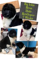 Big John, a male Newfypoo for sale in Beverly, OH – Photo 1 of 6