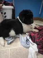 Big John, a male Newfypoo for sale in Beverly, OH – Photo 6 of 6