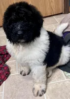 Big John, a male Newfypoo for sale in Beverly, OH – Photo 3 of 6