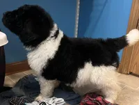 Big John, a male Newfypoo for sale in Beverly, OH – Photo 4 of 6