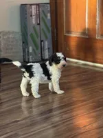 Kevin, a male Miniature Bernedoodle for sale in Beverly, OH – Photo 2 of 4