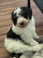 Kevin, a male Miniature Bernedoodle for sale in Beverly, OH – Photo 3 of 4