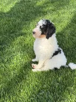 Kevin, a male Miniature Bernedoodle for sale in Beverly, OH – 5 of 6