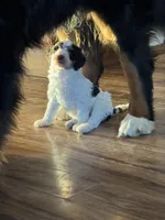 Kevin, a male Miniature Bernedoodle for sale in Beverly, OH – Photo 4 of 4