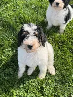 Kevin, a male Miniature Bernedoodle for sale in Beverly, OH – 6 of 6
