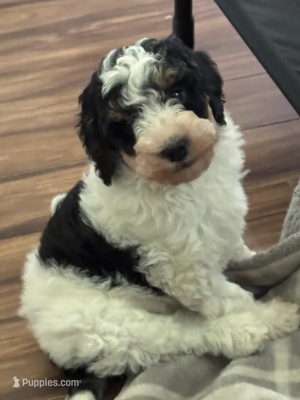 Kevin – Miniature Bernedoodle puppy for sale in Beverly, OH