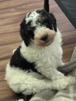 Kevin, a male Miniature Bernedoodle for sale in Beverly, OH – Photo 1 of 4