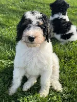 Kevin, a male Miniature Bernedoodle for sale in Beverly, OH – 1 of 6