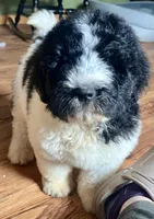 Cash, a male Newfypoo for sale in Beverly, OH – Photo 3 of 4