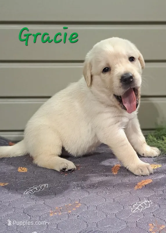 Gracie – Goldador puppy for sale in Due West, SC