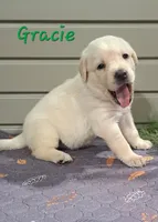 Gracie, a female Goldador for sale in Due West, SC – 1 of 3