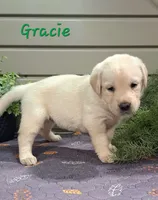 Gracie, a female Goldador for sale in Due West, SC – 2 of 3