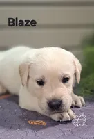 Blaze, a male Goldador for sale in Due West, SC – 2 of 3