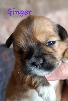 AKC Ginger, a female Lhasa Apso for sale in Due West, SC – 3 of 4