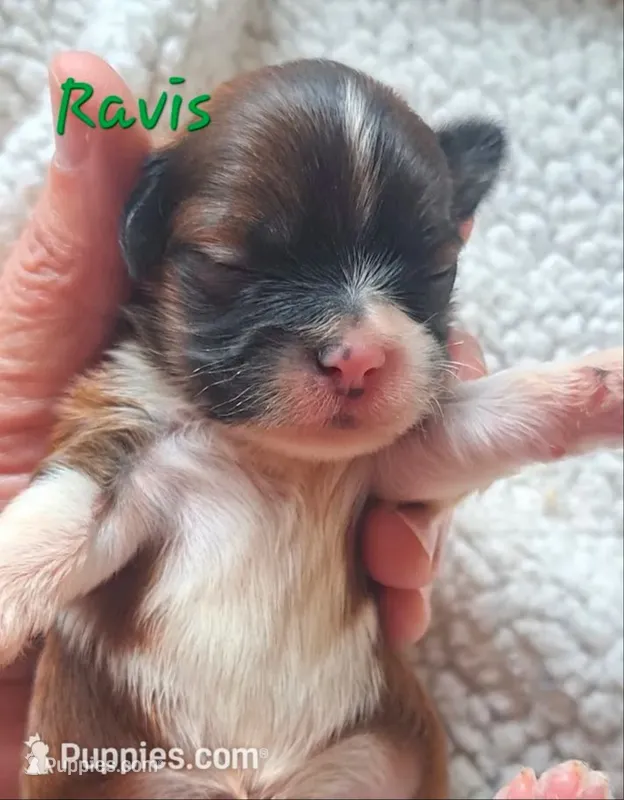 AKC Ravis – Lhasa Apso puppy for sale in Due West, SC