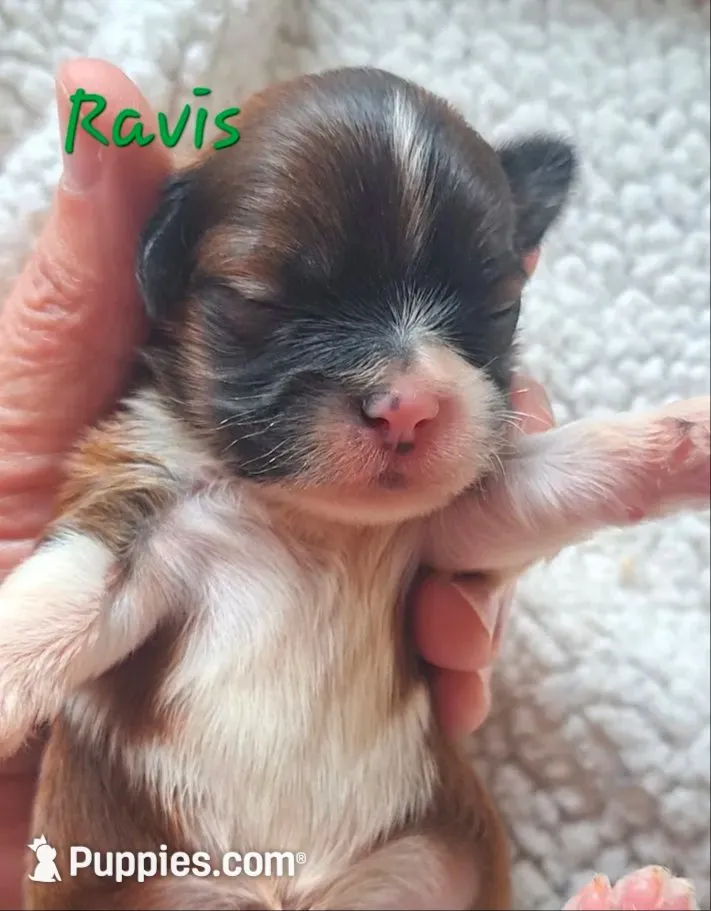 AKC Ravis, a male Lhasa Apso for sale in Due West, SC – 1 of 6