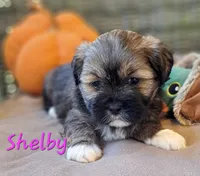 AKC Shelby, a female Lhasa Apso for sale in Due West, SC – 3 of 6
