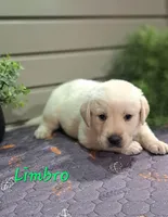 Limbro, a male Goldador for sale in Due West, SC – 3 of 3
