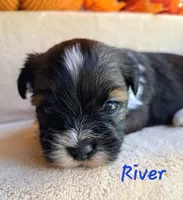 AKC River, a male Lhasa Apso for sale in Due West, SC – 7 of 7
